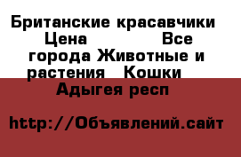 Британские красавчики › Цена ­ 35 000 - Все города Животные и растения » Кошки   . Адыгея респ.